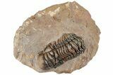 Crotalocephalina Trilobite - Lghaft, Morocco #233250-4
